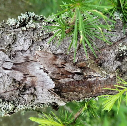Pine hawk-moth 