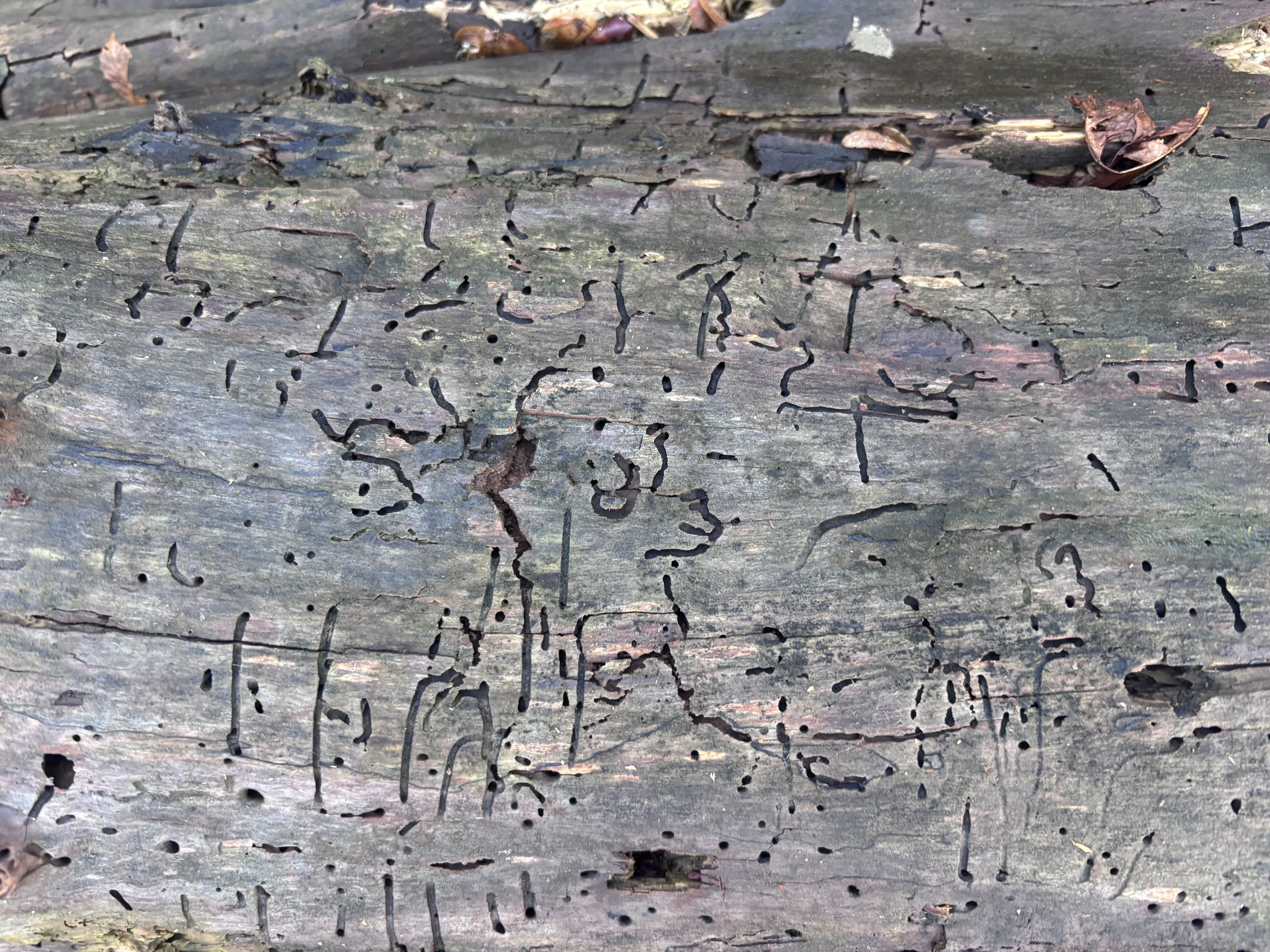 A - nejednoznačne určený, nie sme si istí