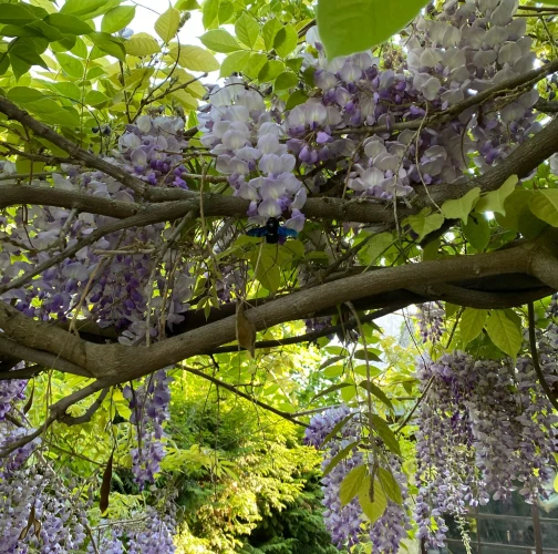 Violet carpenter bee