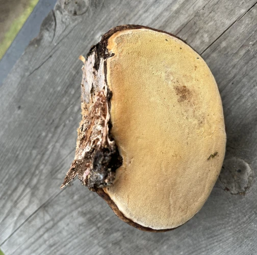 Tinder fungus