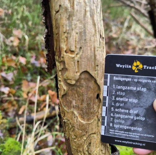 A - Ambiguously determined, we are not sure