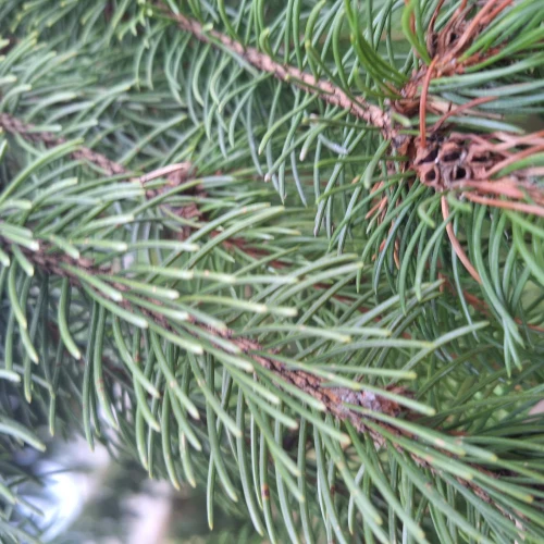 Michaela Goceliaková