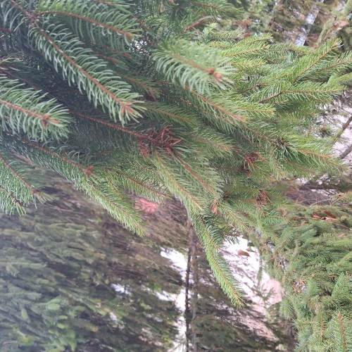 Michaela Goceliaková