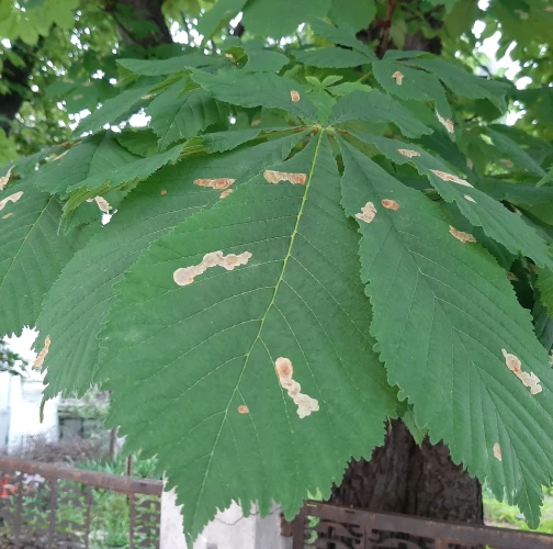 Horse-chestnut leaf miner