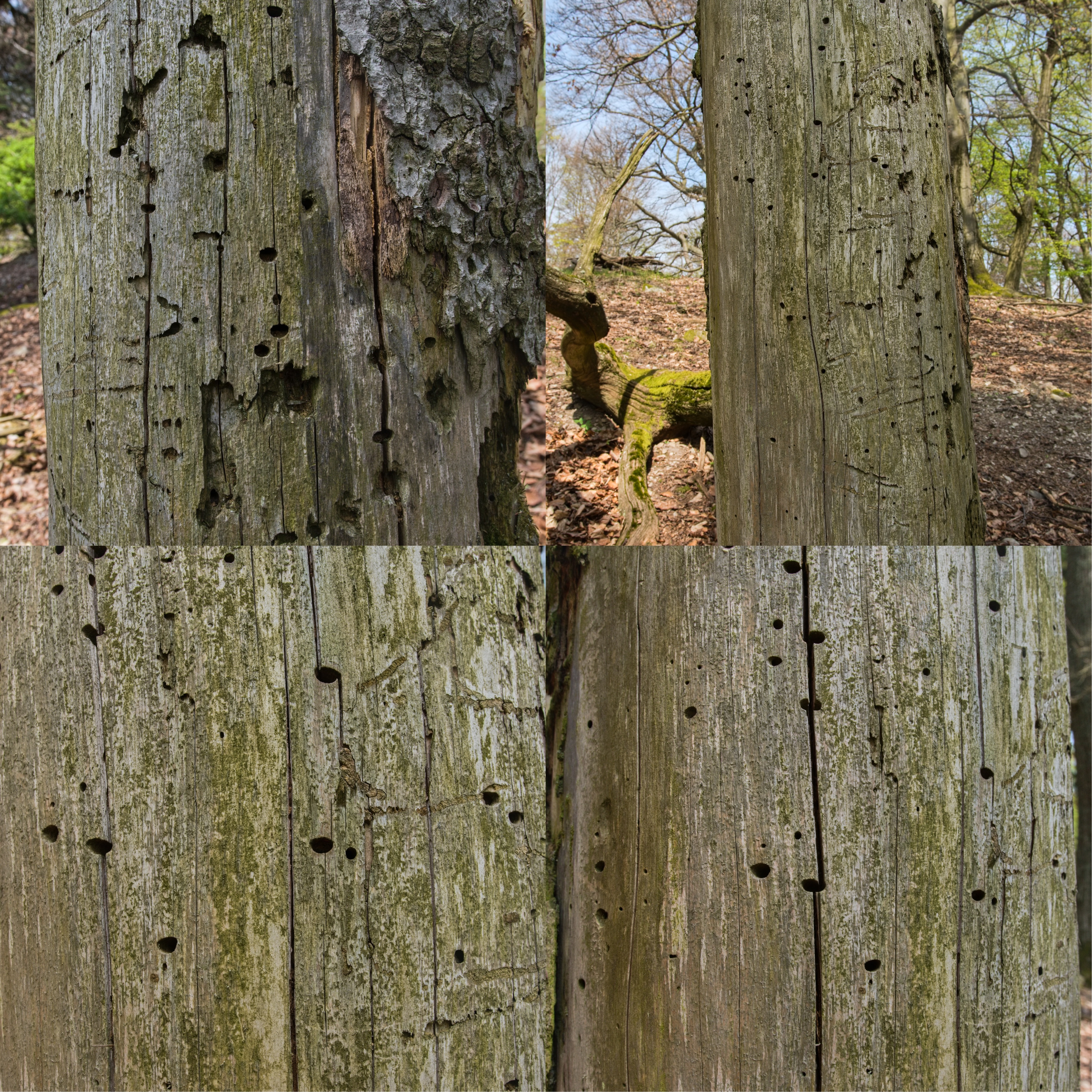 Hylecoetus dermestoides