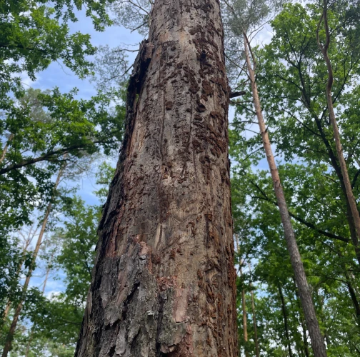 Six-toothed pine bark beetle