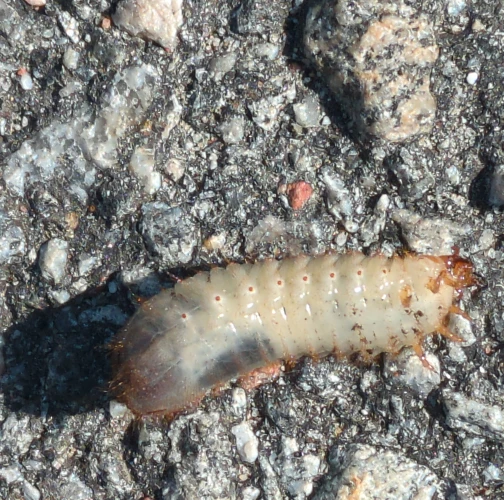 Flower chafers Cetoniinae