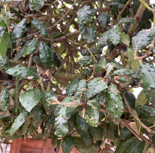 Gall mite of Holly oak