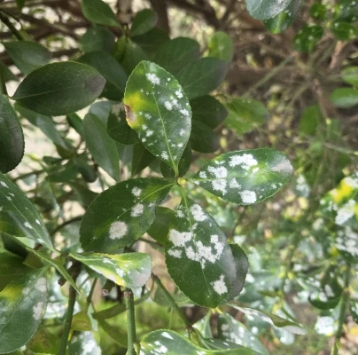 Powdery mildew Erysiphe euonymicola