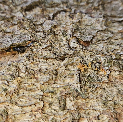 European spruce bark beetle