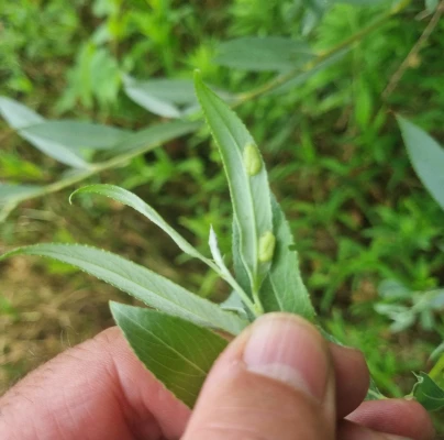 Sawfly Pontania proxima