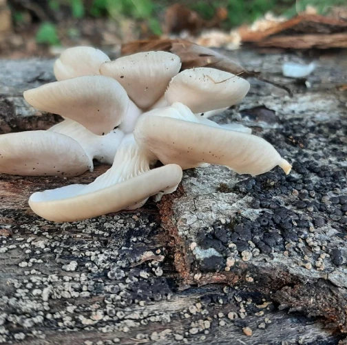 Oyster mushroom
