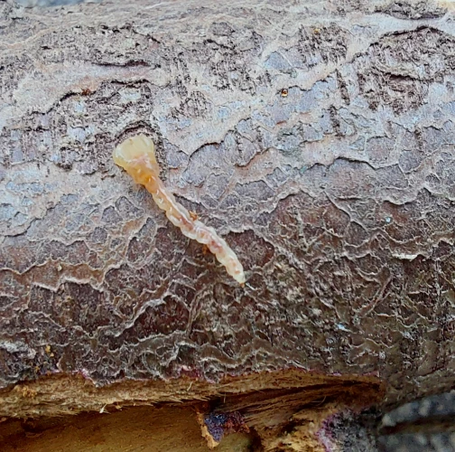 Cypress jewel beetle