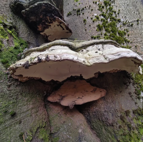 Tinder fungus