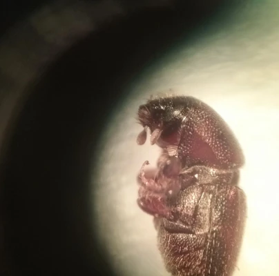 A - Ambiguously determined, we are not sure