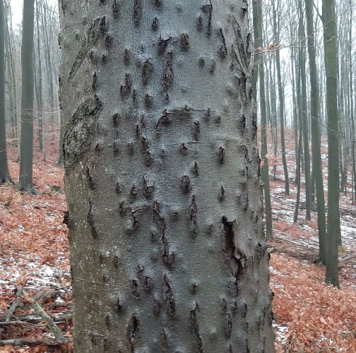 Beech bark beetle