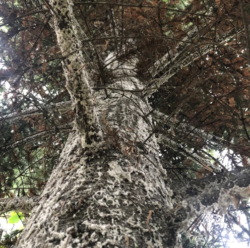 Mária Basanda Kováčová