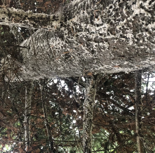 Mária Basanda Kováčová