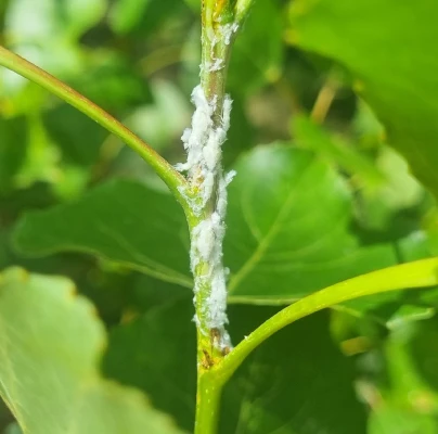 Citrus flatid planthopper