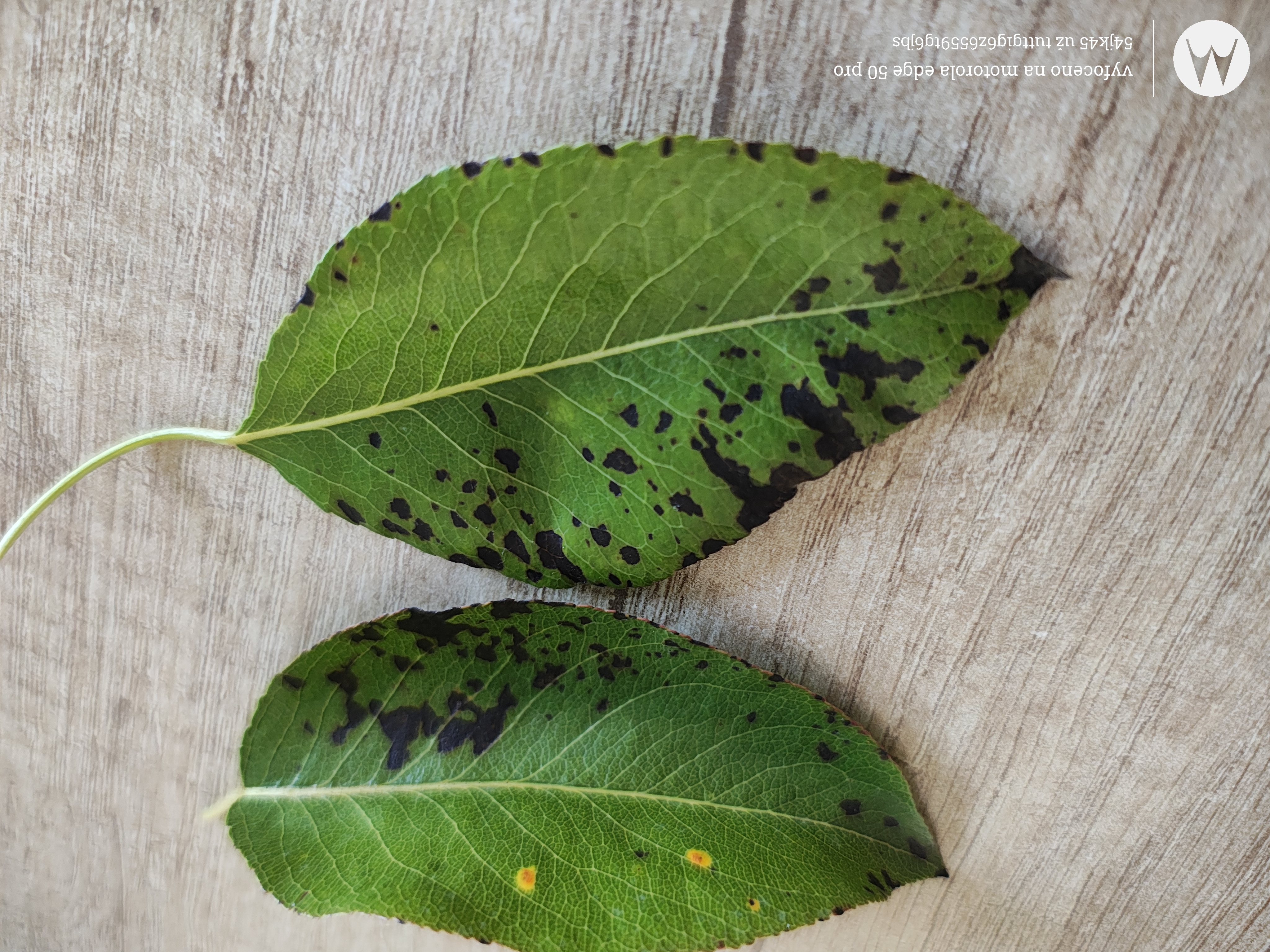 A - nie je v databáze