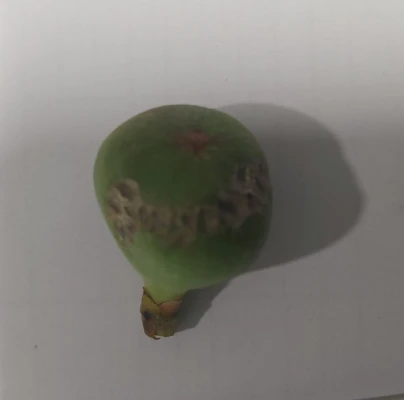 A - This species is not in the database yet