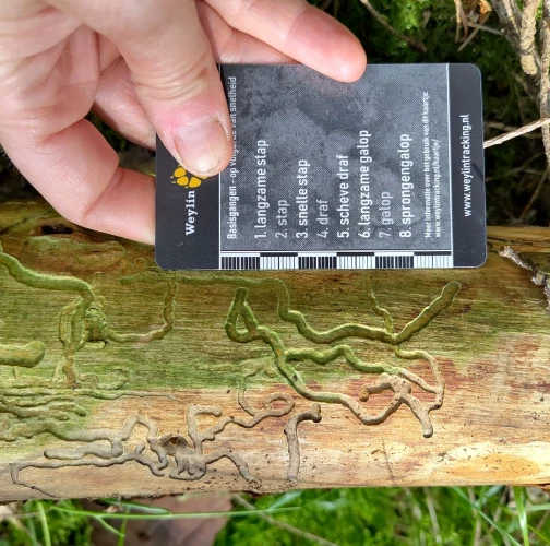 A - Ambiguously determined, we are not sure