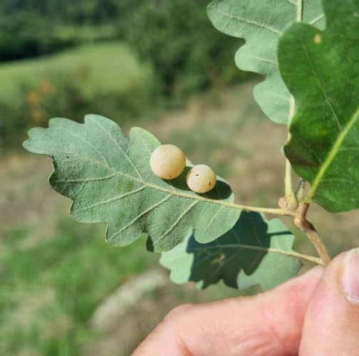 Cynipid gall wasp Cynips quercusfolii 