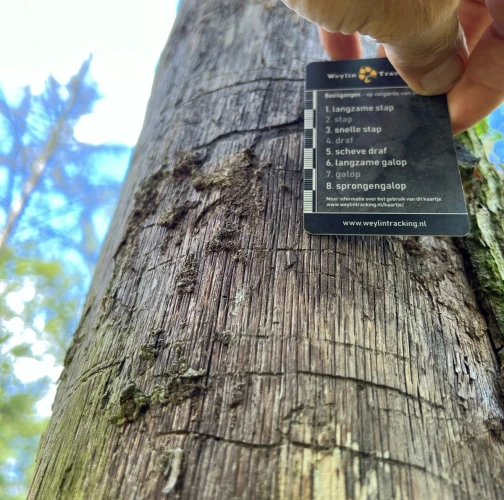 Oak splendour beetle