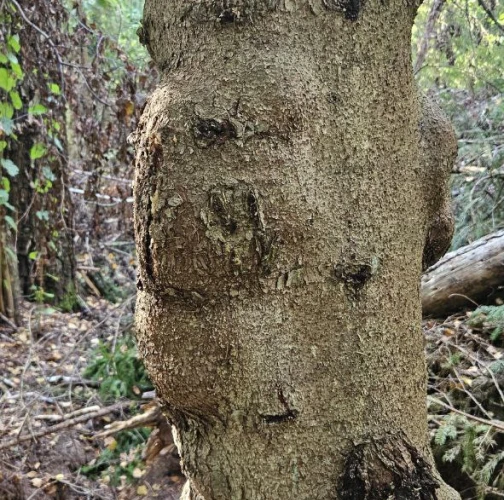 A - Ambiguously determined, we are not sure