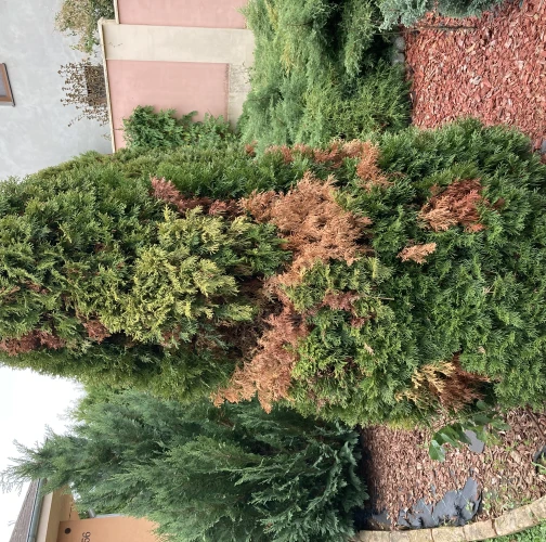 Cypress jewel beetle