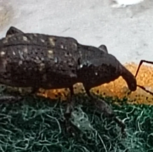 Large pine weevil