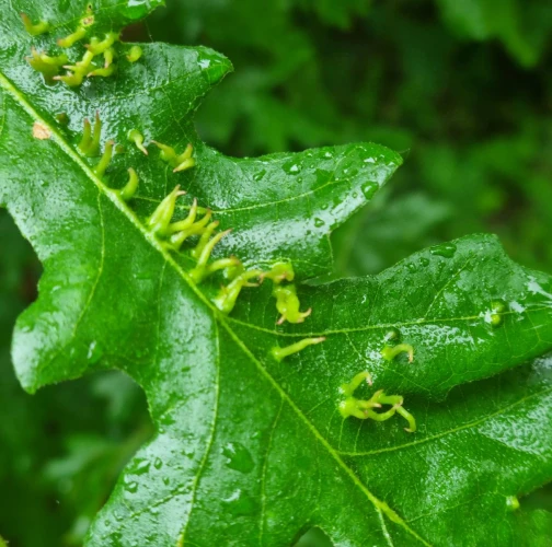 Gall midge Contarinia subulifex