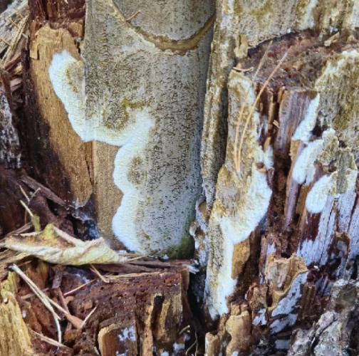 A - Ambiguously determined, we are not sure