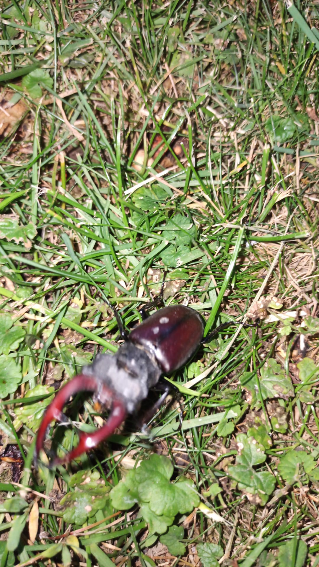 Lucanus cervus