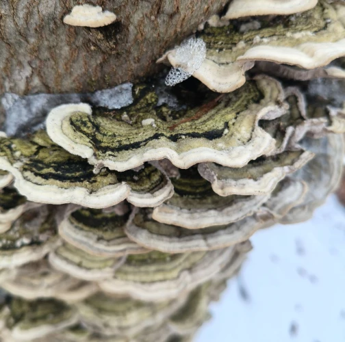 Turkey tail
