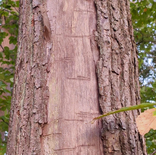 A - This species is not in the database yet