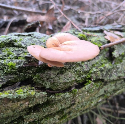 Oyster mushroom