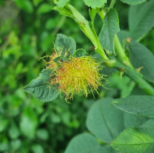 Bedeguar gall wasp