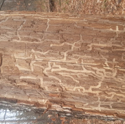 Long-horned beetle Plagionotus arcuatus 