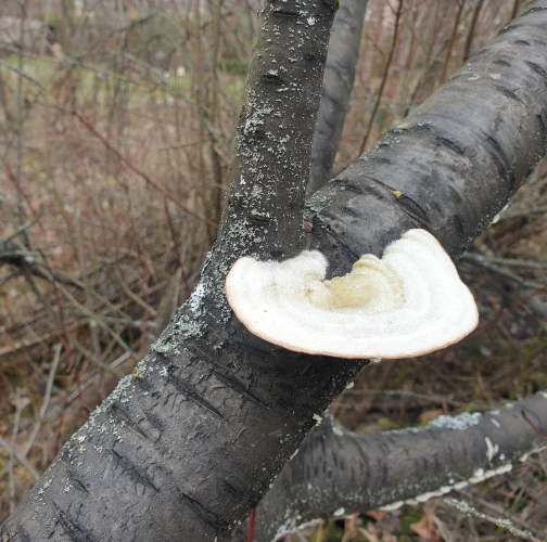 Trametes wood decay
