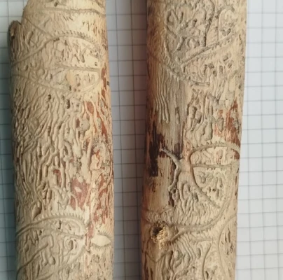 A - Ambiguously determined, we are not sure