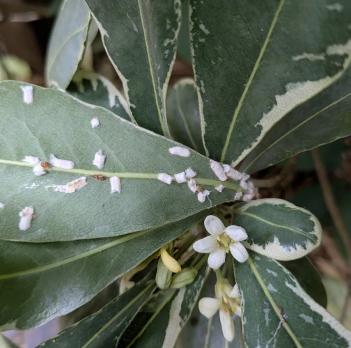 Cottony camellia scale