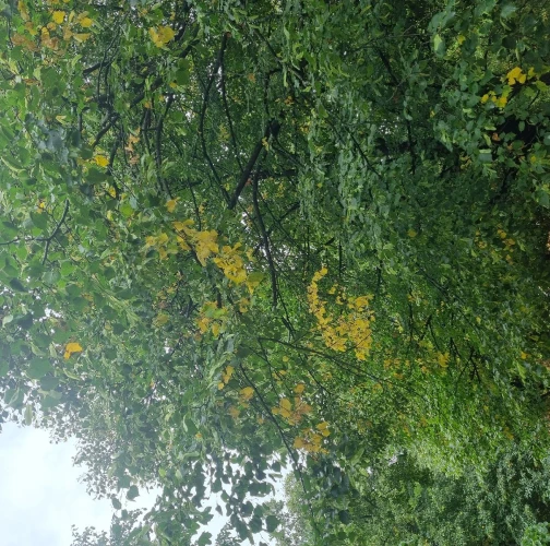 Heat, drought and bark burn