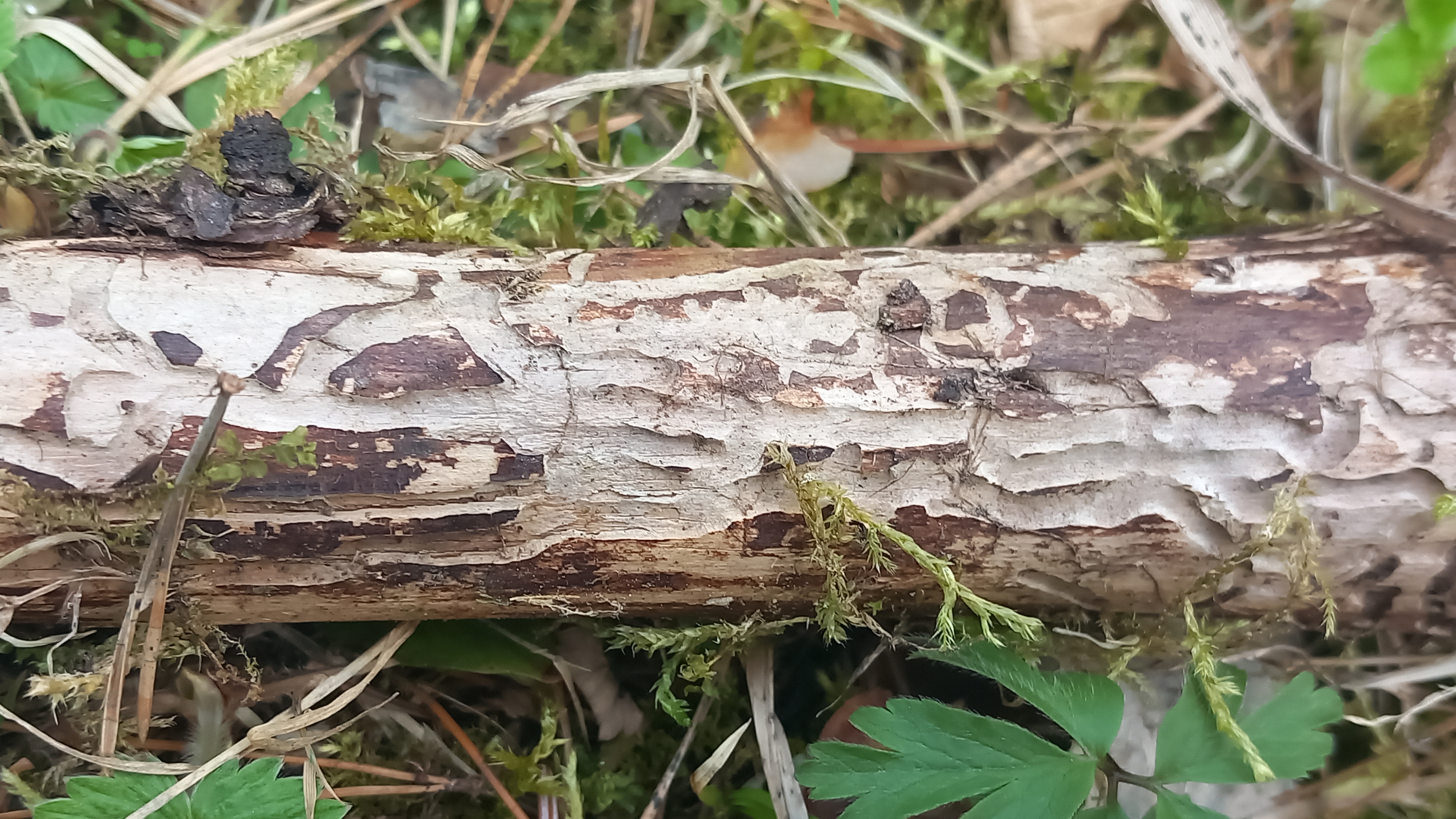 A - nejednoznačne určený, nie sme si istí