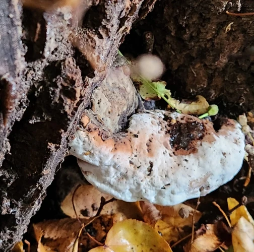 Ganoderma applanatum (= lipsiense)