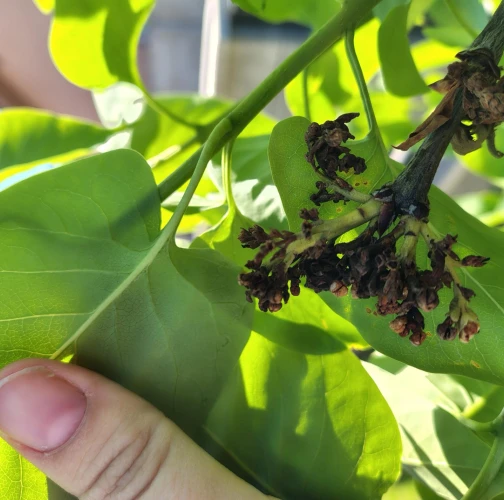  Lucia Harusinec Zaviačičová