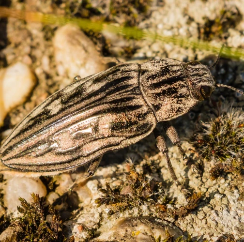  Rudolf Chocholáček