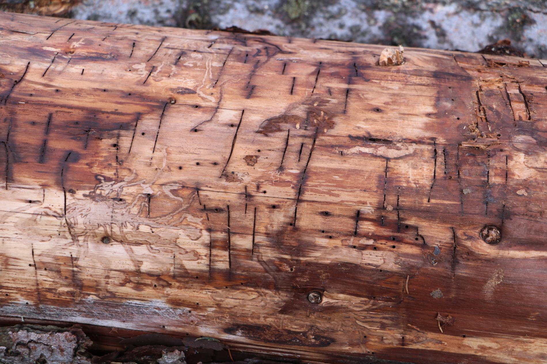 hylecoetus-dermestoides