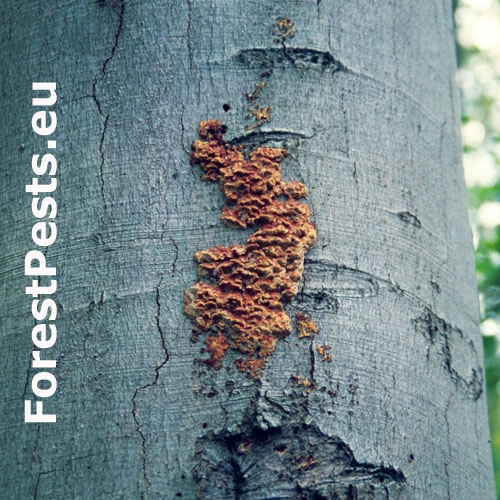 Ry&scaron;avec k&ocirc;rovit&yacute;