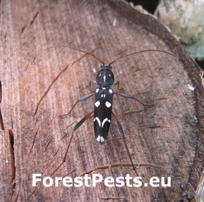 Fuz&aacute;č Isotomus speciosus